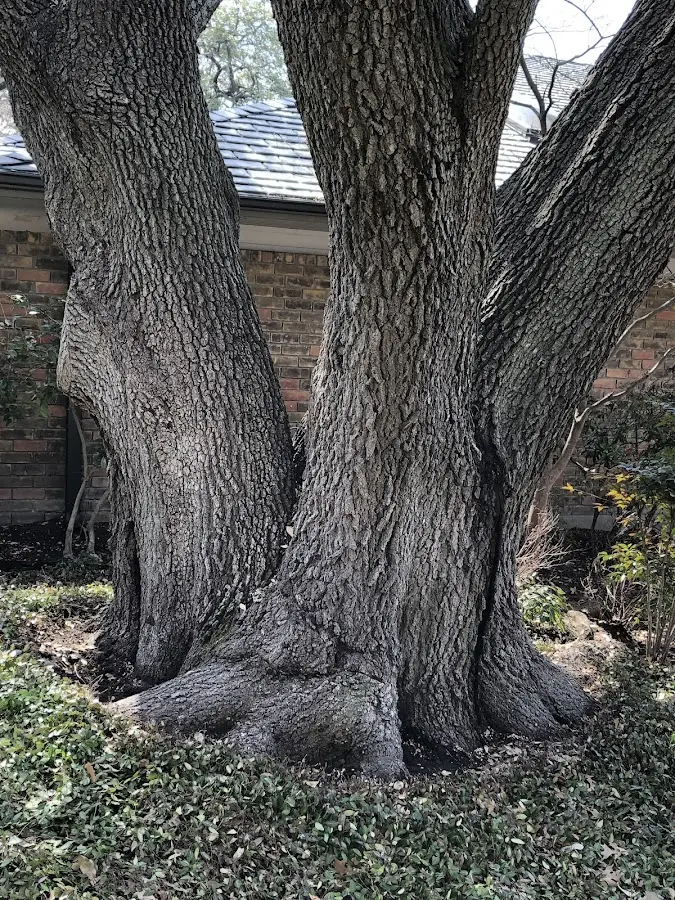 Mature heritage tree close to a Stockport property cared for by certified arborists